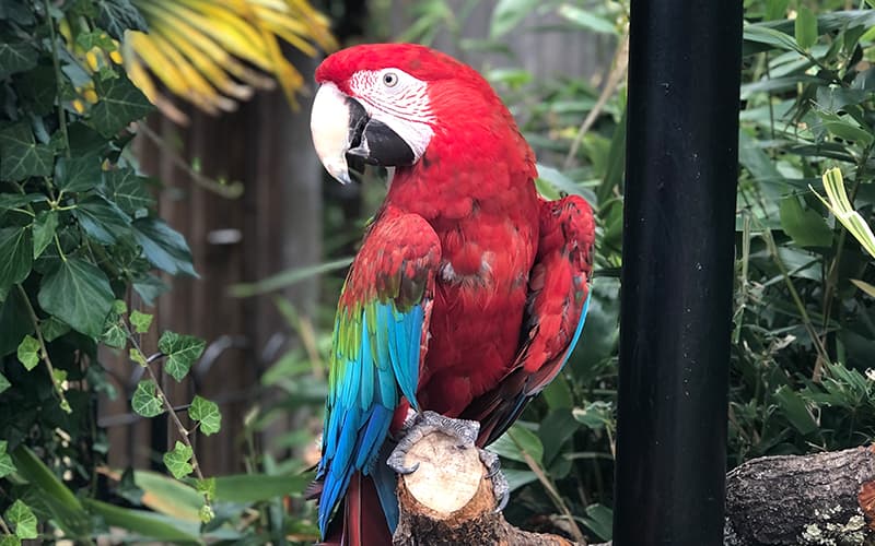 Parrot At Longleat Warminster, Wiltshire