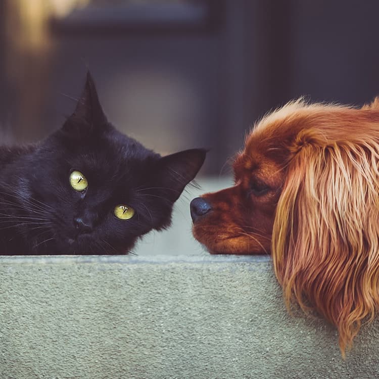 Pets